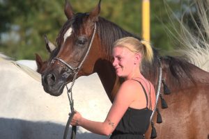 Photo de ZESTE DES AUBUS, pur-sang arabe passé au Haras de la Chataignière - Des Aubus